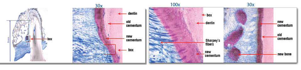 human-histology